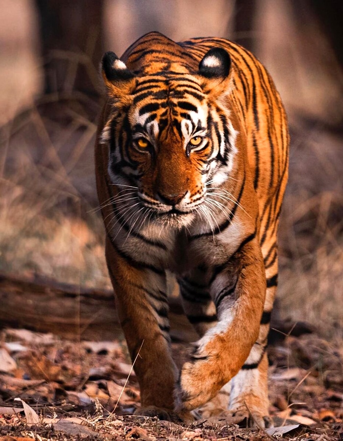 Ranthambore National Park