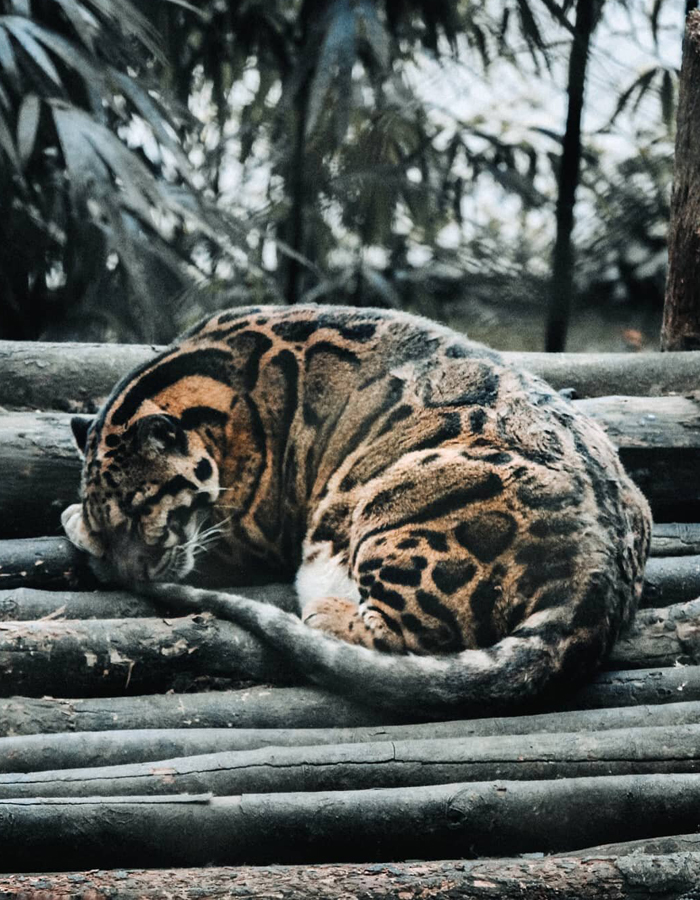 Padmaja Naidu National Park