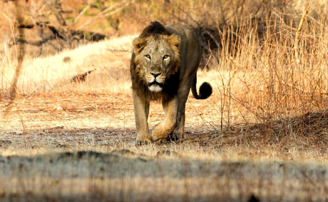 Gir Forest National Park