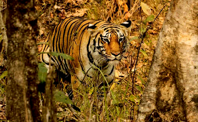 Indravati National Park