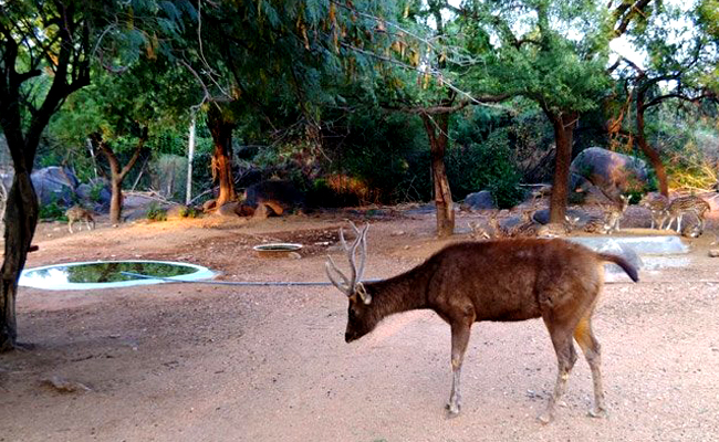 Mrugavani National Park