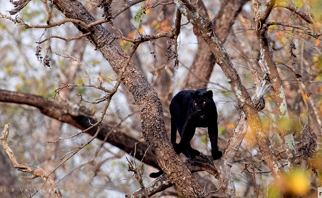 Nagarhole National Park