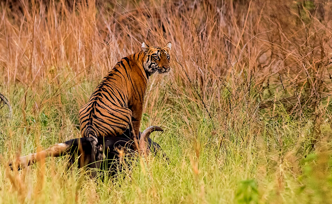 Tadoba National Park